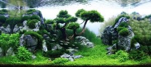 aquascaping