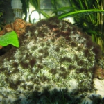 Baard algen