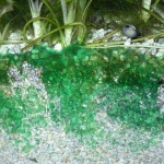 Blauw algen