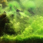 Draad algen