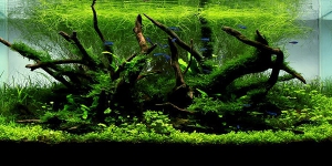Nature-style-aquascaping-600x300