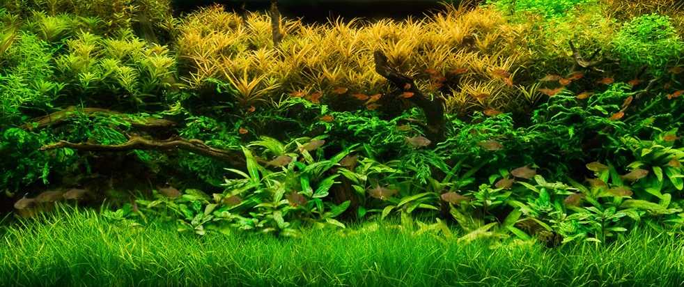 aquariumplanten beplant aquarium