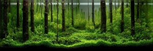 aquascaping2