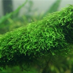 mossen Weeping mos