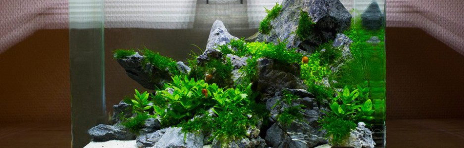 beplant aquarium opstarten