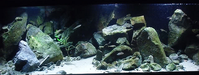 Tanganyika aquarium