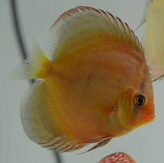 discus-allenquer-red