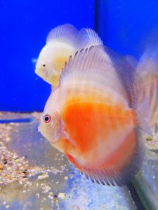 discus-red-white