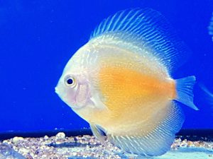 discus-yellow-white